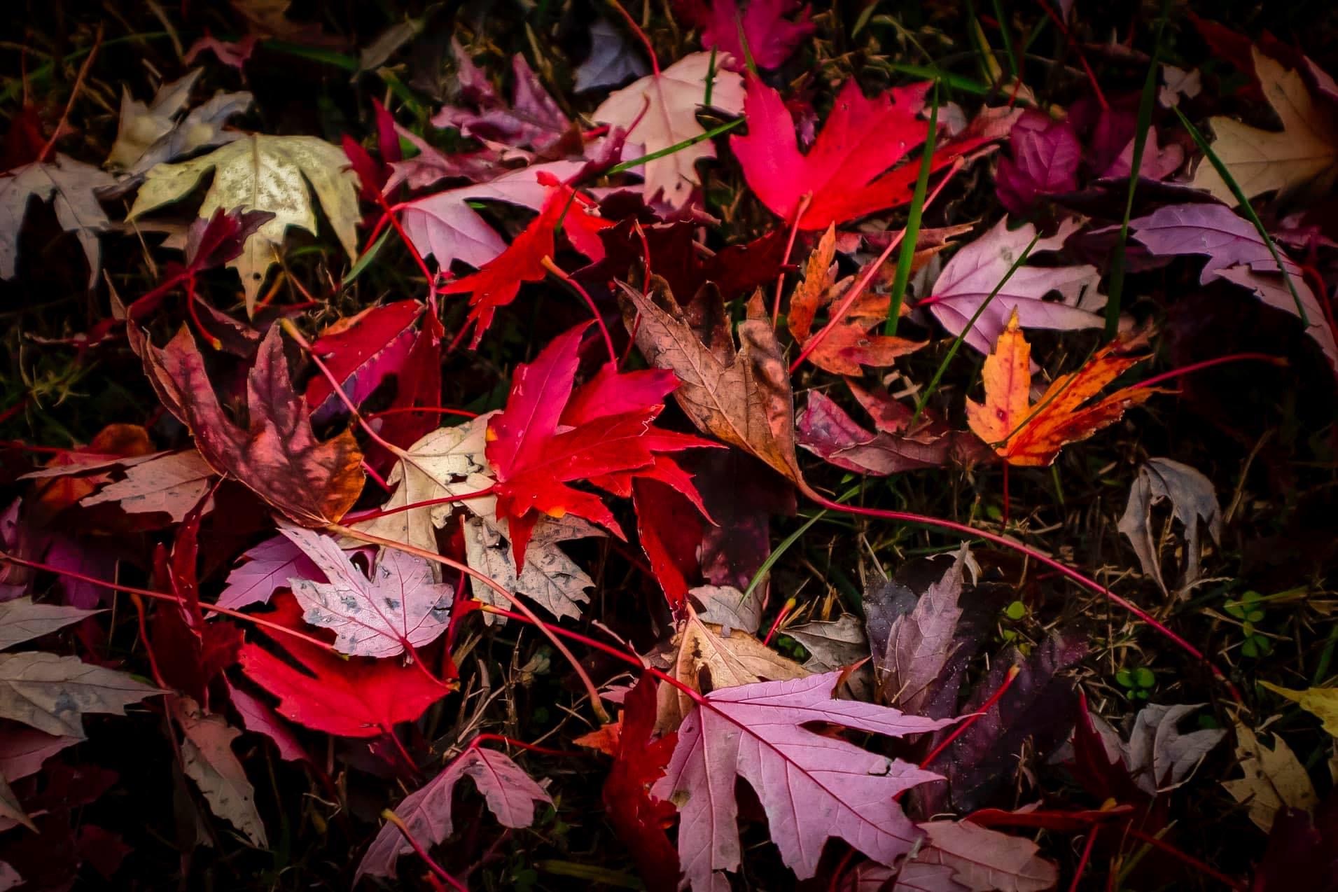 Cover photo